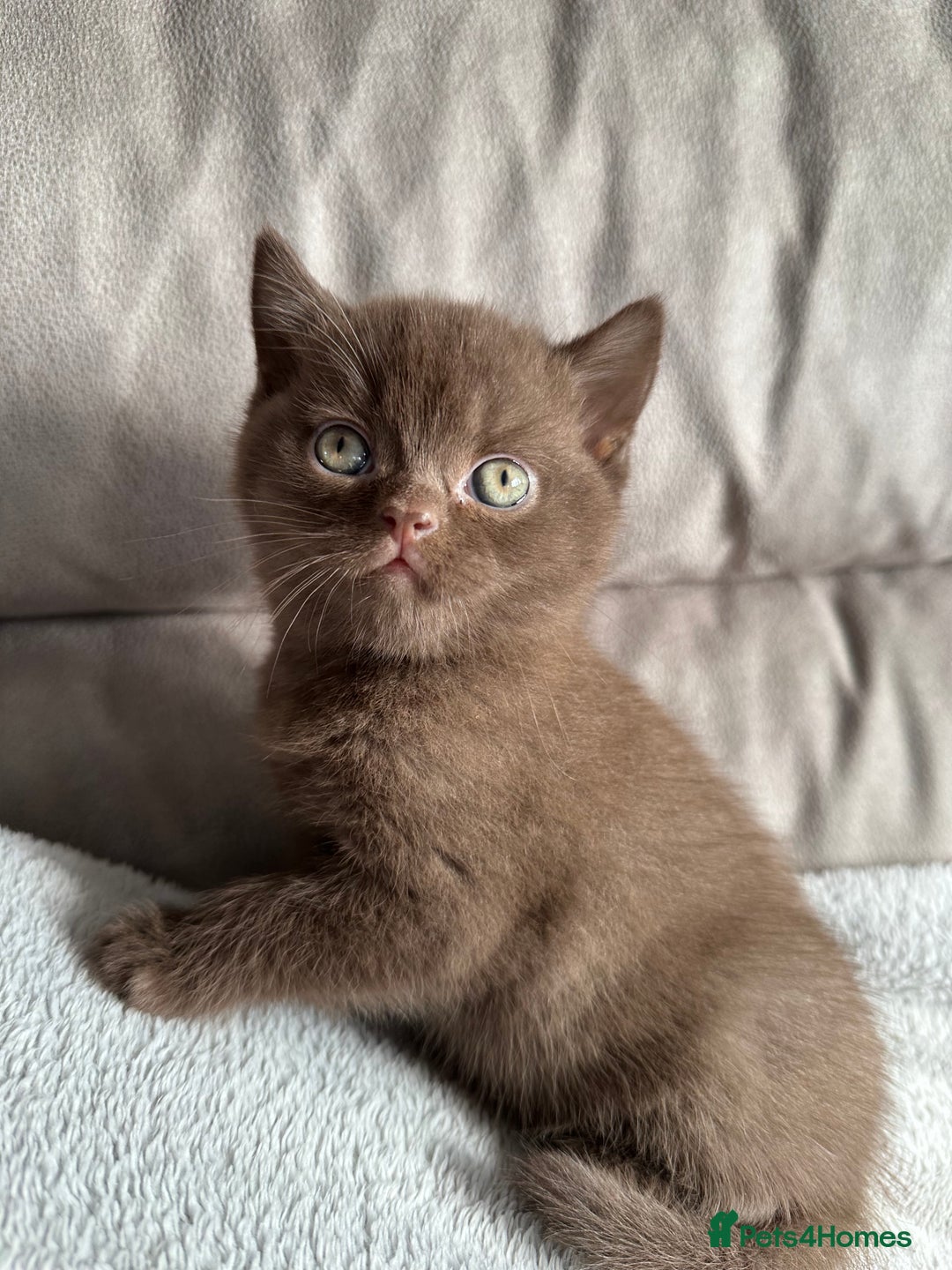 British Shorthair cats for sale: Chocolate brown British shorthair kitten  - Image 6