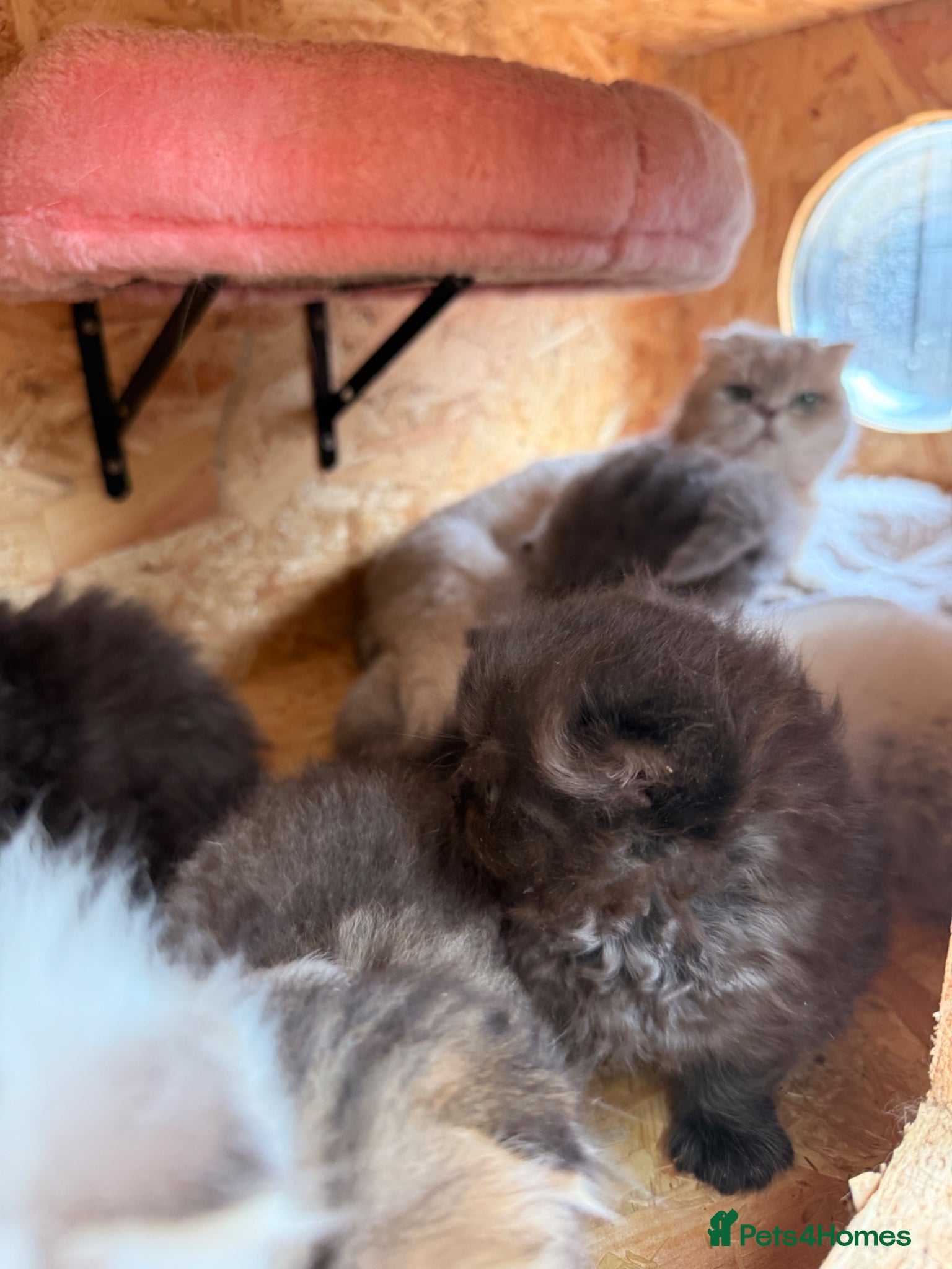 Scottish Fold cats Beautiful Rainbow litter available to reserve - Advert 2