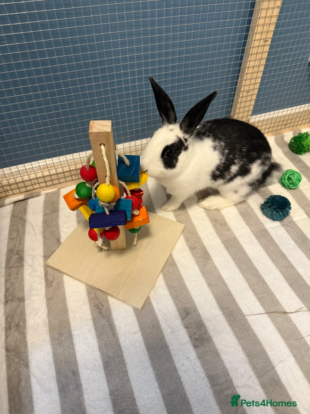 Mixed Breed rabbits for sale: Female bunny 7 months old in Leicester - Advert 2