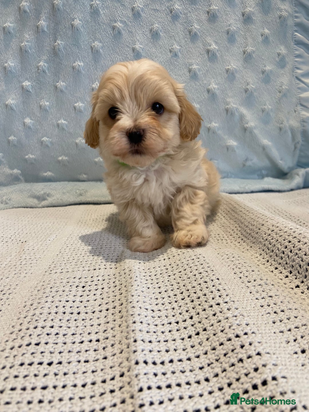 Maltipoo dogs for sale: 💖🐾Stunning health tested F1 maltipoo babies 🐾💖 - Advert 6