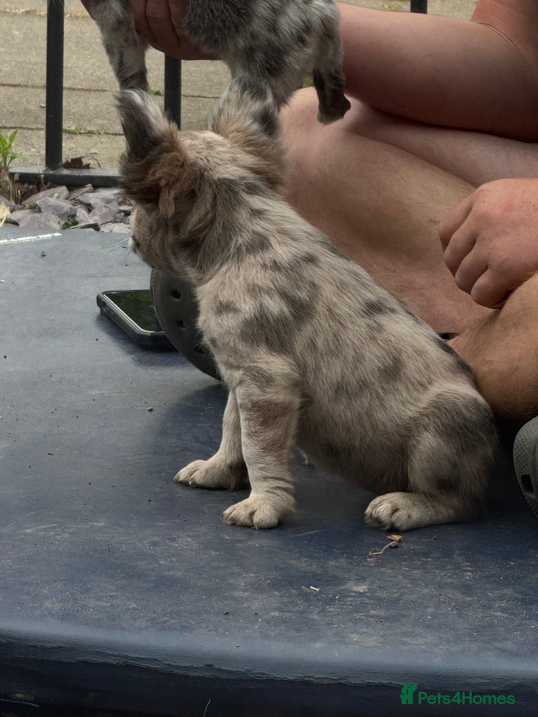 French Bulldog dogs for sale: L4/L5 Fluffy Frenchies - Image 18