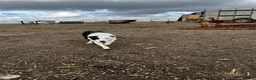Border Collie dogs for sale: Border collie pup from working parents  - Advert 4