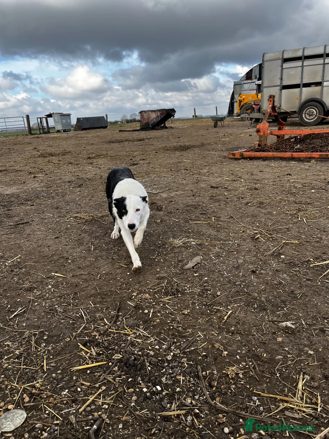 Border Collie dogs for sale: Border collie pup from working parents  - Advert 4