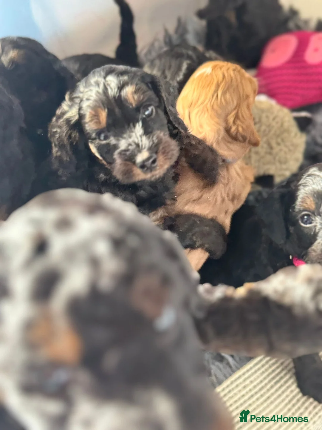 Cockapoo dogs for sale:  READY NOW!! 💙🐶💙2 boys Amazing F1b Cockapoos  - Advert 9