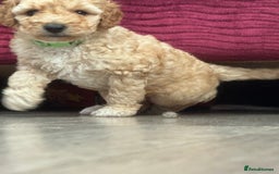 Goldendoodle dogs for sale: ⭐️⭐️READY NOW⭐️⭐️ Beautiful Goldendoodles - Image 17