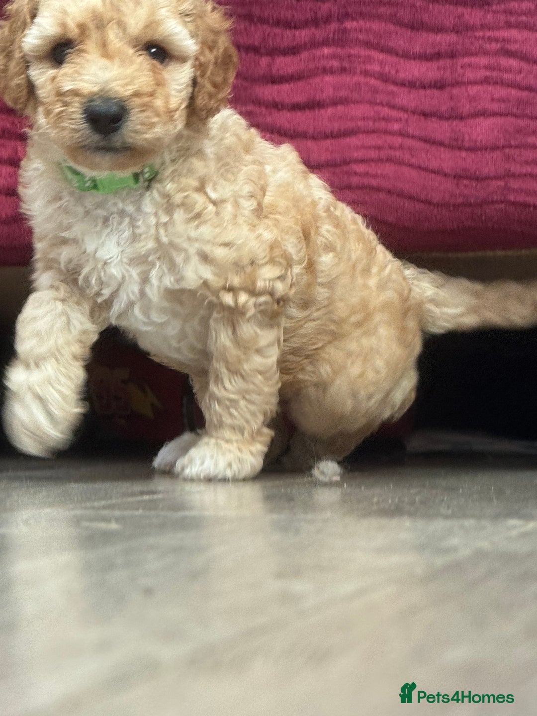 Goldendoodle dogs for sale: ⭐️⭐️READY NOW⭐️⭐️ Beautiful Goldendoodles - Image 17