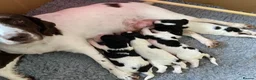 English Springer Spaniel dogs for sale: 🐾Gorgeous KC Reg English Springer Spaniel Pups🐾 - Advert 3