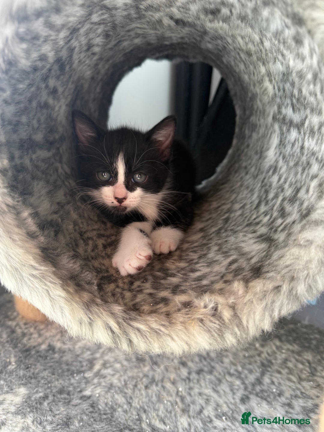 Domestic Shorthair cats for sale: 4 beautiful mixed kittens in Walsall - Image 8