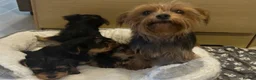 Yorkshire Terrier dogs for sale: Friendly Yorkshire Terrier Puppies for good homes in Bristol - Advert 2