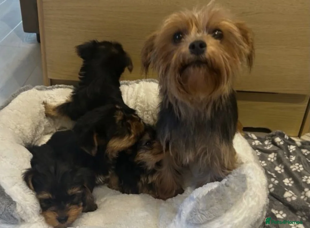 Yorkshire Terrier dogs for sale: Friendly Yorkshire Terrier Puppies for good homes in Bristol - Advert 2