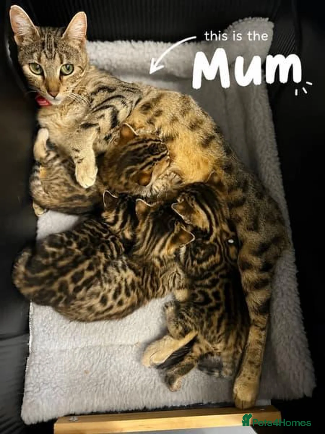 Bengal cats for sale:  Beautiful Bengal Kittens  - Advert 1