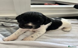 Sprocker dogs for sale: Sprocker Spaniel Puppies - Image 35