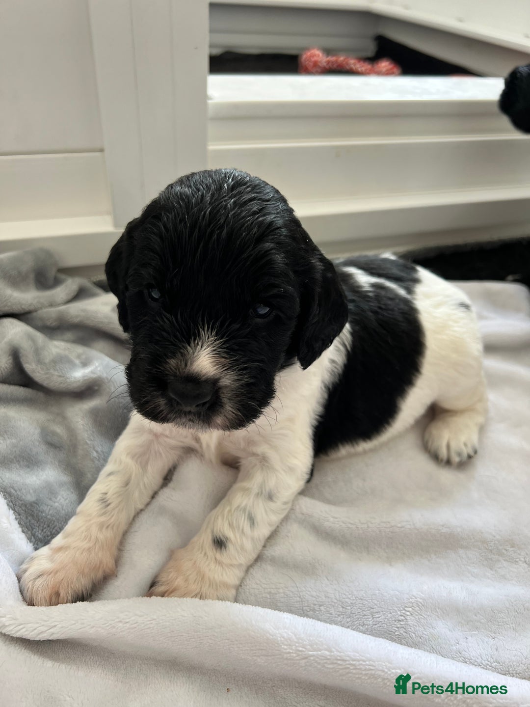 Sprocker dogs for sale: Sprocker Spaniel Puppies - Image 35