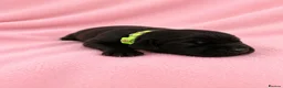 Labrador Retriever dogs for sale: Black Labrador retriever puppies  - Advert 3