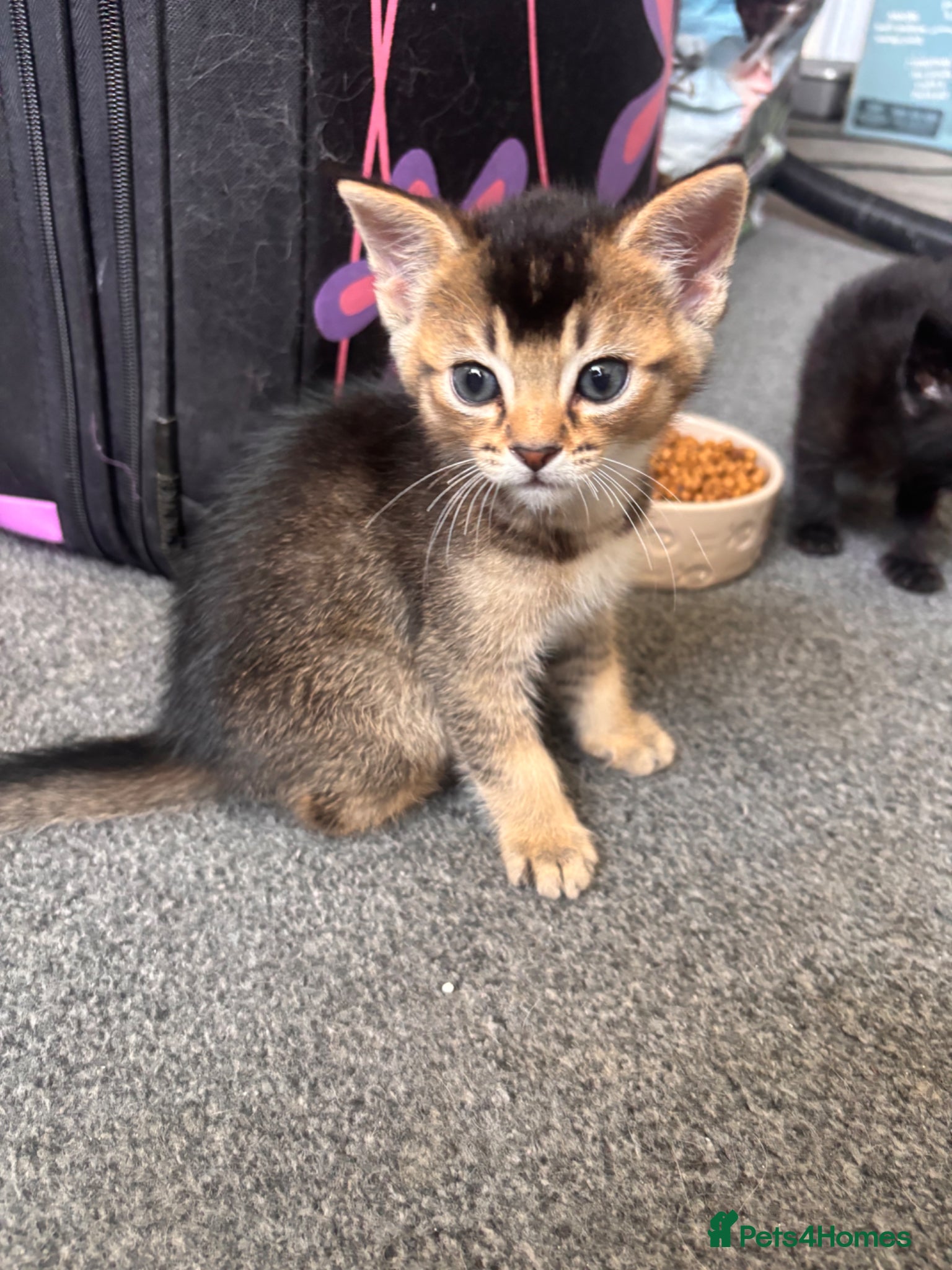 Mixed Breed Kitten 1