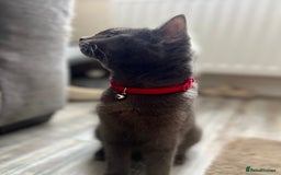British Shorthair cats for sale: Mr Oxi and Mrs Kiki  - Image 7