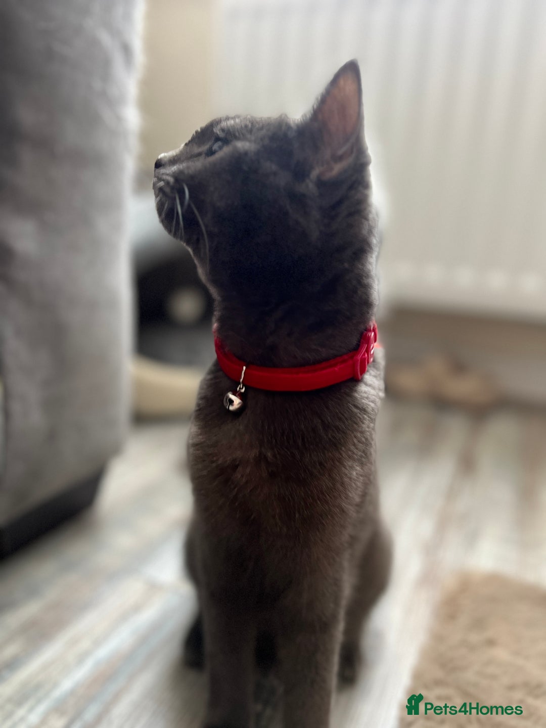 British Shorthair cats for sale: Mr Oxi and Mrs Kiki  - Image 7