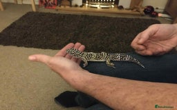 Leopard Gecko reptiles for sale: Leopard Gecko - Advert 4