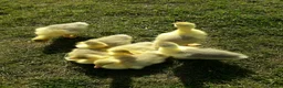 Geese poultry for sale: Friendly Large-Strain Embden Goslings - 2026 Hatch - Advert 2