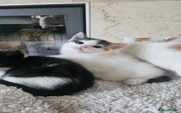 Selkirk Rex cats for sale: Adorable Selkirk Rex Kittens (Straight ) - Image 18