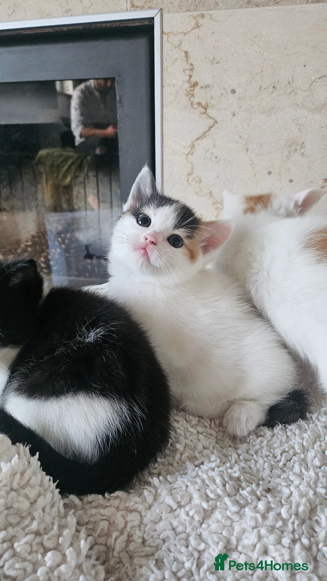 Selkirk Rex cats for sale: Adorable Selkirk Rex Kittens (Straight ) - Image 18