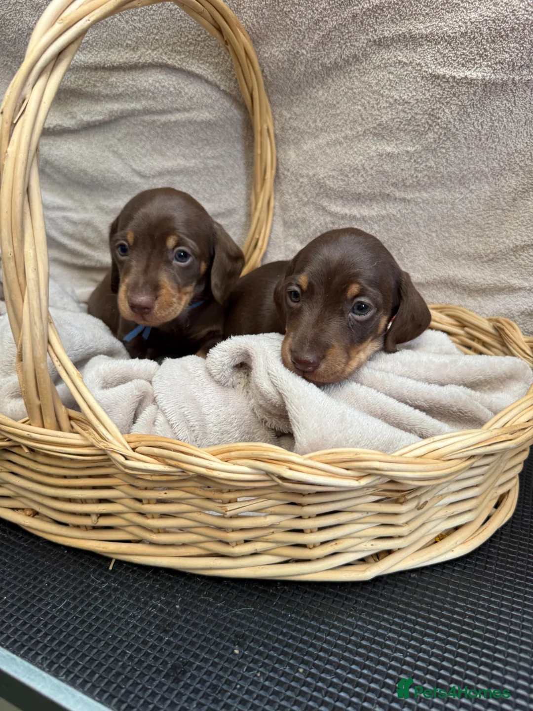Miniature Dachshund dogs for sale: Long and short haired miniature Dachshunds  - Advert 1