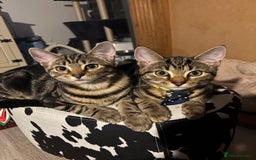 American Shorthair cats for sale: Pedro and Tigger - male tabby’s  - Image 12