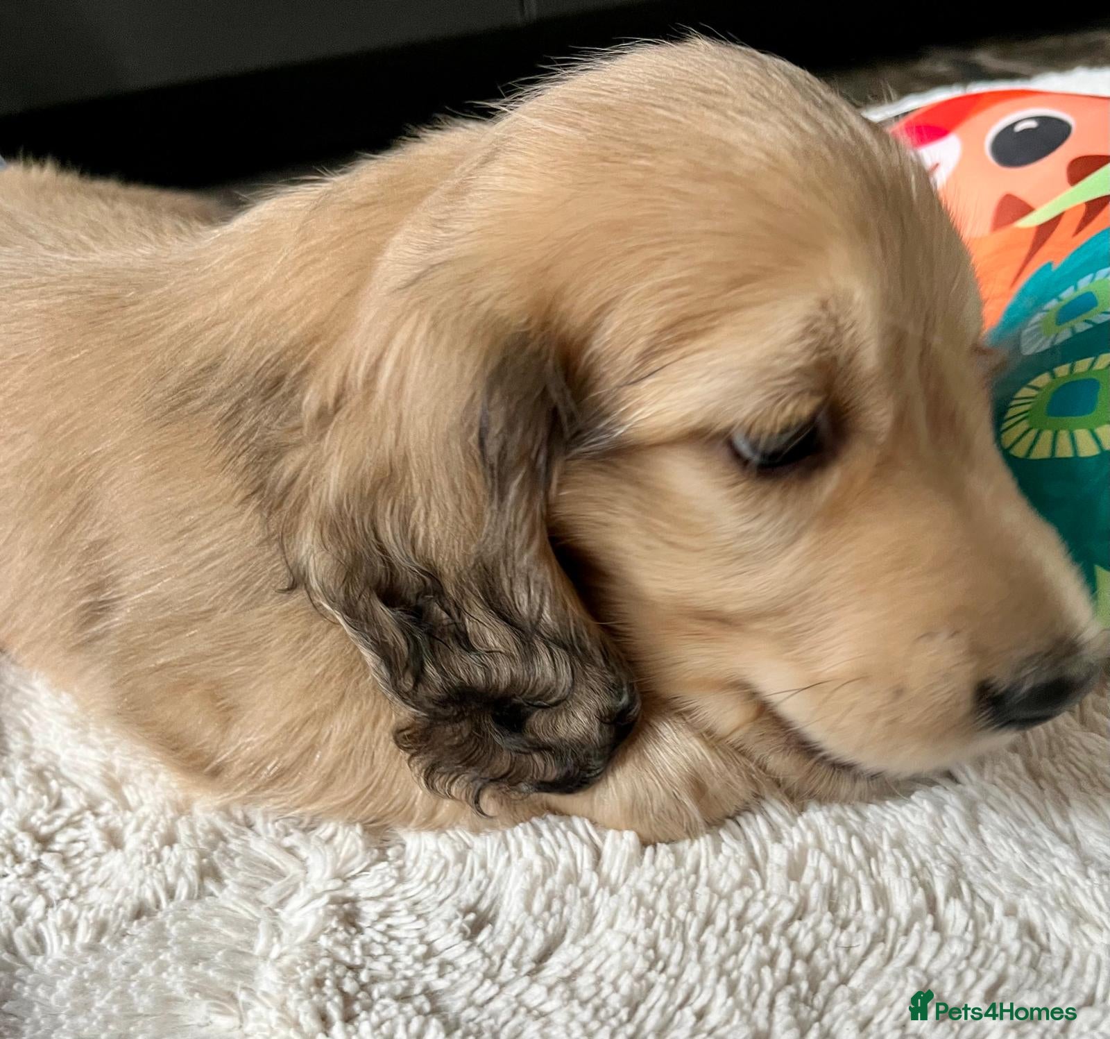 Miniature Dachshund dogs Longhaired English Cream Miniature Dachshunds - Advert 18