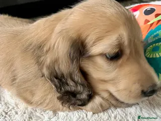 Miniature Dachshund dogs Longhaired English Cream Miniature Dachshunds - Advert 18