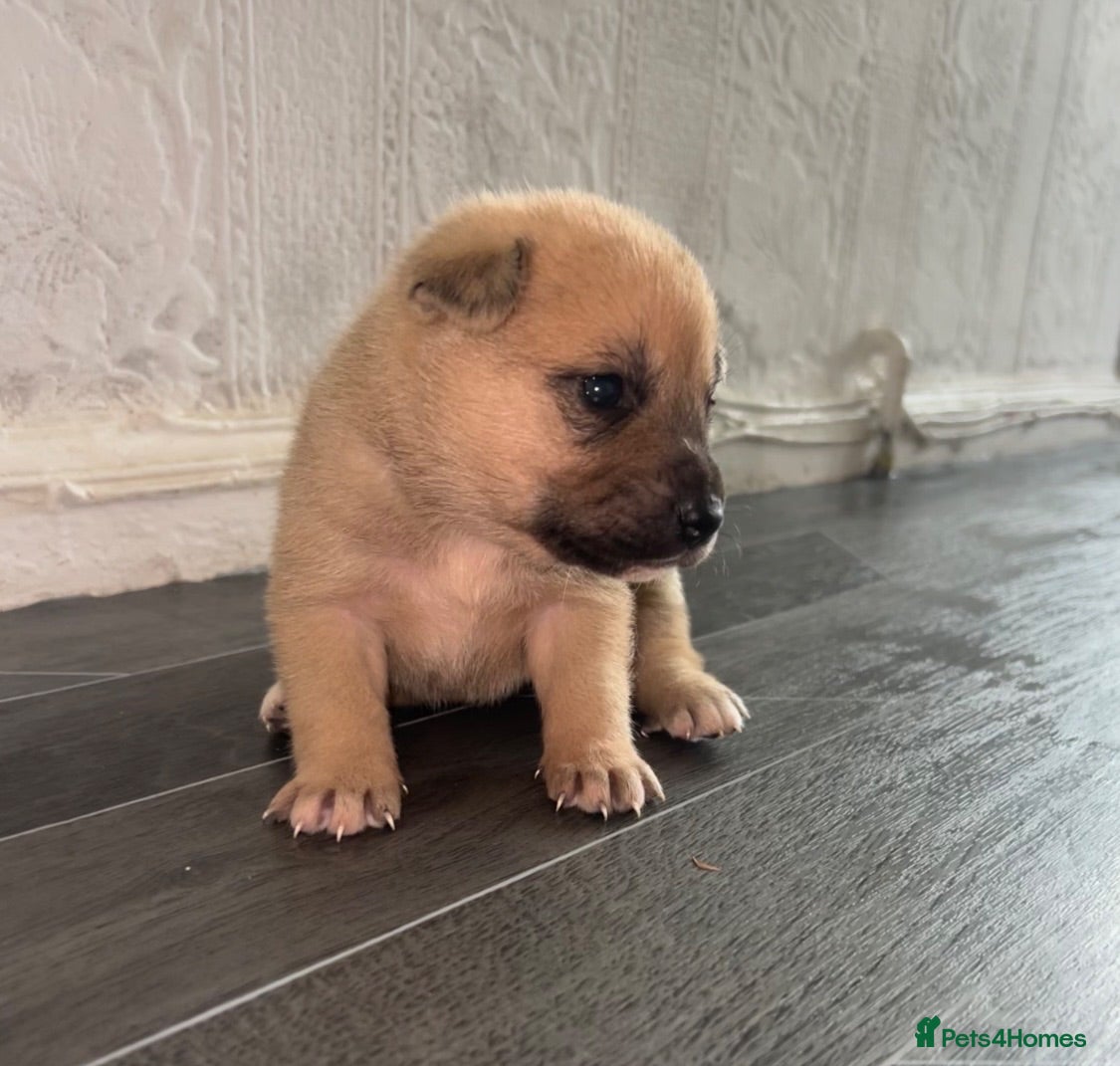 Mixed Breed dogs 7 beautiful Malkita x puppies with unique colours  - Advert 4