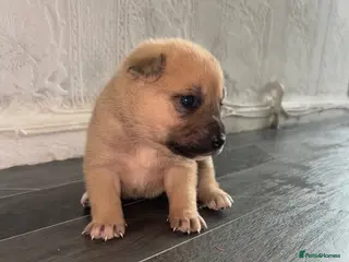 Mixed Breed dogs 7 beautiful Malkita x puppies with unique colours - Advert 3