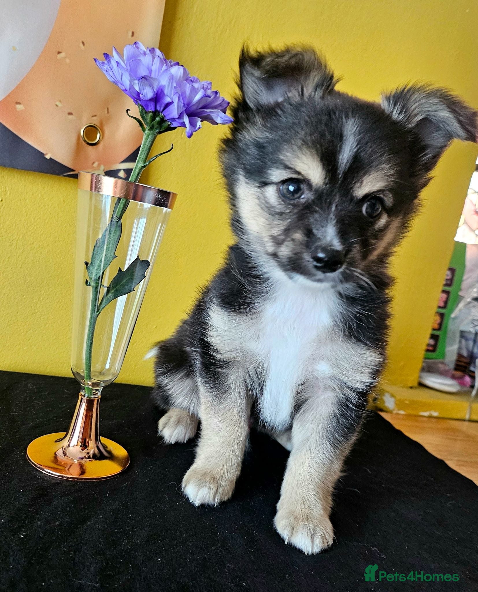 Pomchi dogs Pomchi puppies for sale - Advert 1