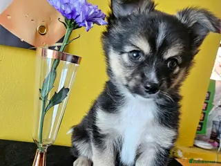 Pomchi dogs Pomchi puppies for sale - Advert 1