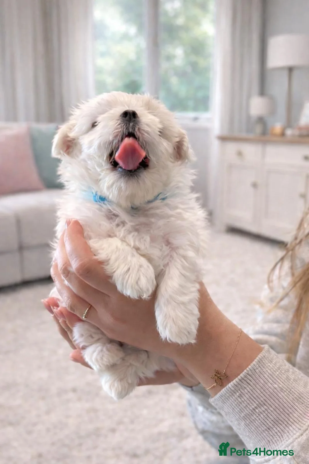Maltese dogs for sale: Gorgeous fluffy white Maltese puppies. in Stirling - Advert 4
