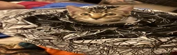 Mixed Breed cats for sale: Extremely Affectionate Bengal Mix Girl 🩷 - Advert 10