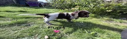 Cocker Spaniel dogs for sale: Cocker Spaniel puppies  in Orkney - Advert 10
