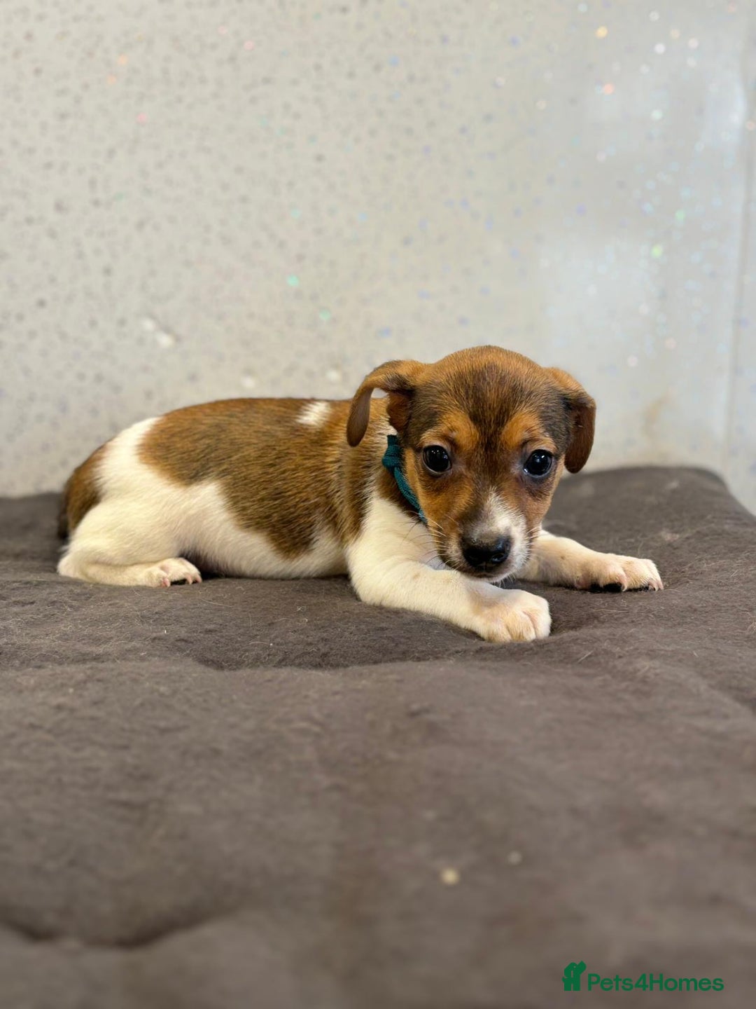 Jack Russell dogs for sale: Jack Russell puppies  - Image 22