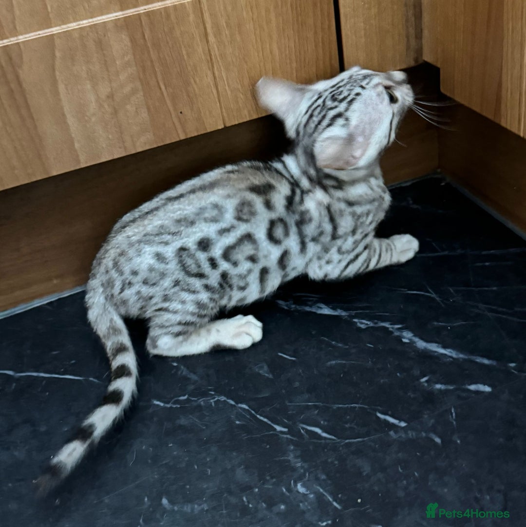 Bengal cats for sale: Pure SBT Charcoal Silver Bengal Kittens  - Image 2