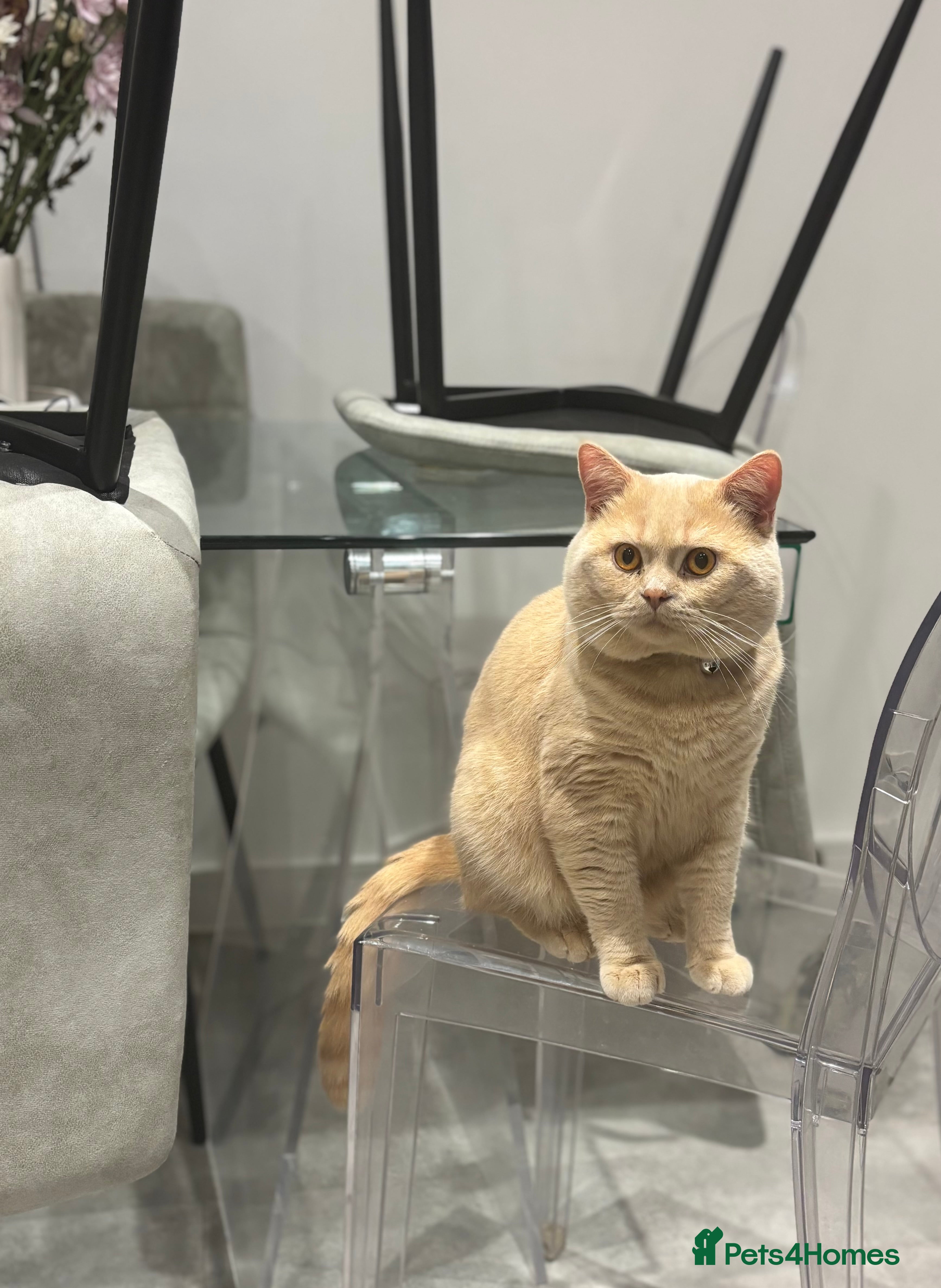 British Shorthair cats Active GCCF Championship status BSH STUD, Blood B! - Advert 16