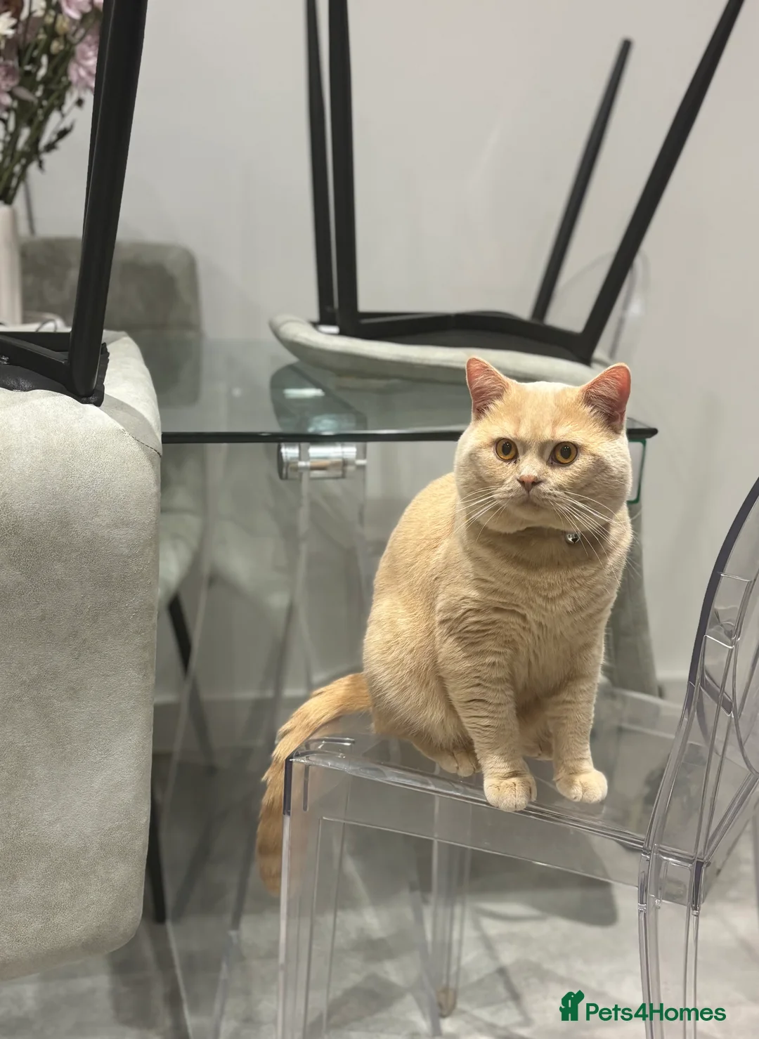 British Shorthair cats for stud: Active GCCF Championship status BSH STUD, Blood B! - Advert 4