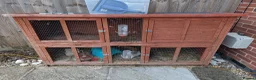 Guinea Pig rodents for sale: 2 male Guinea pigs  in Norwich - Advert 2
