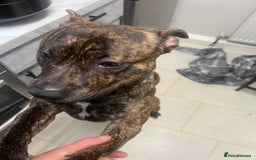 Mixed Breed dogs for sale: Stuffy - Image 3