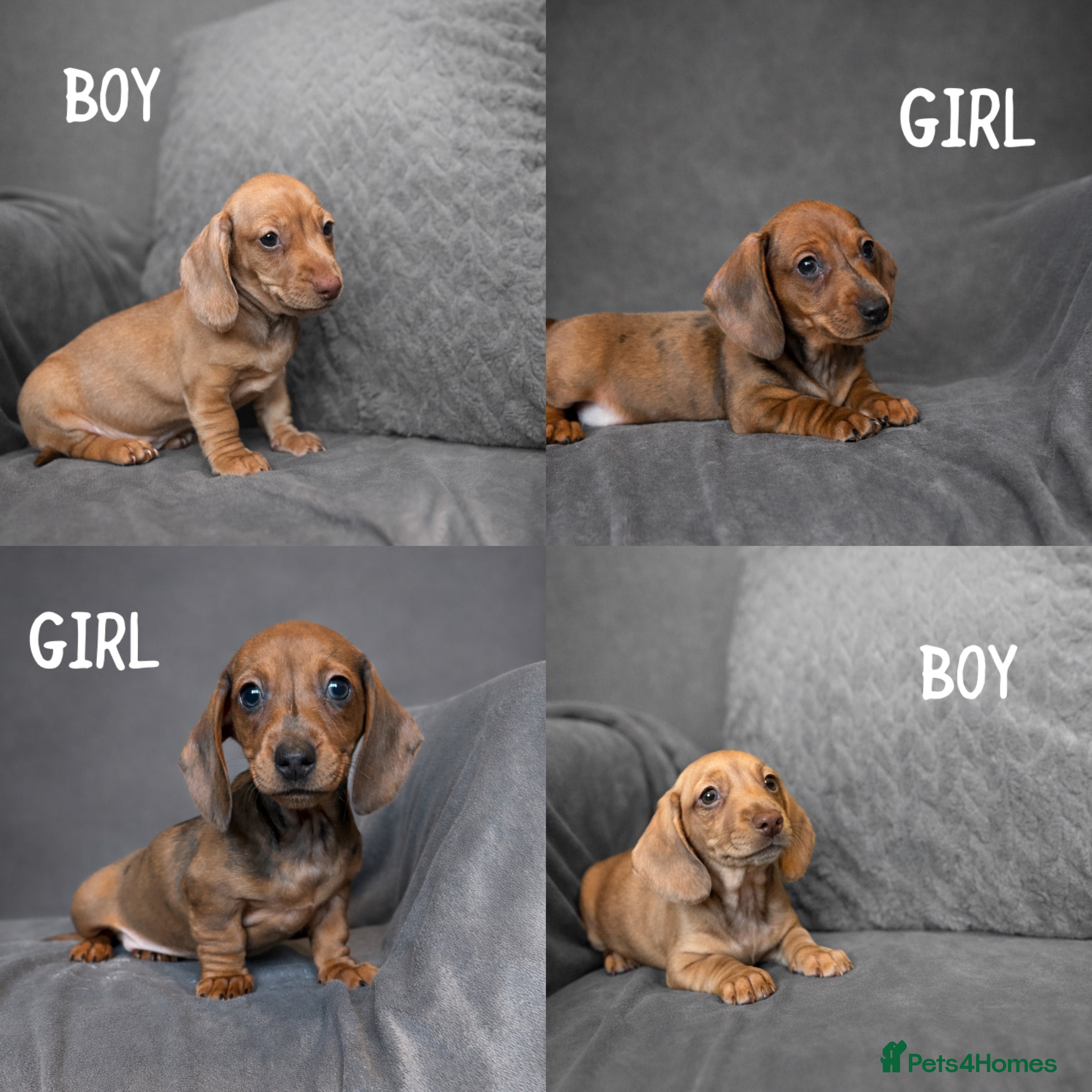 Miniature Dachshund dogs READY NOW! Smooth Haired Miniature Dachshunds - Advert 8