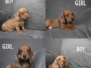 Miniature Dachshund dogs READY NOW! Smooth Haired Miniature Dachshunds - Advert 8