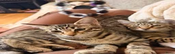 Savannah cats for sale: Ready to leave f4 kitten  - Advert 10