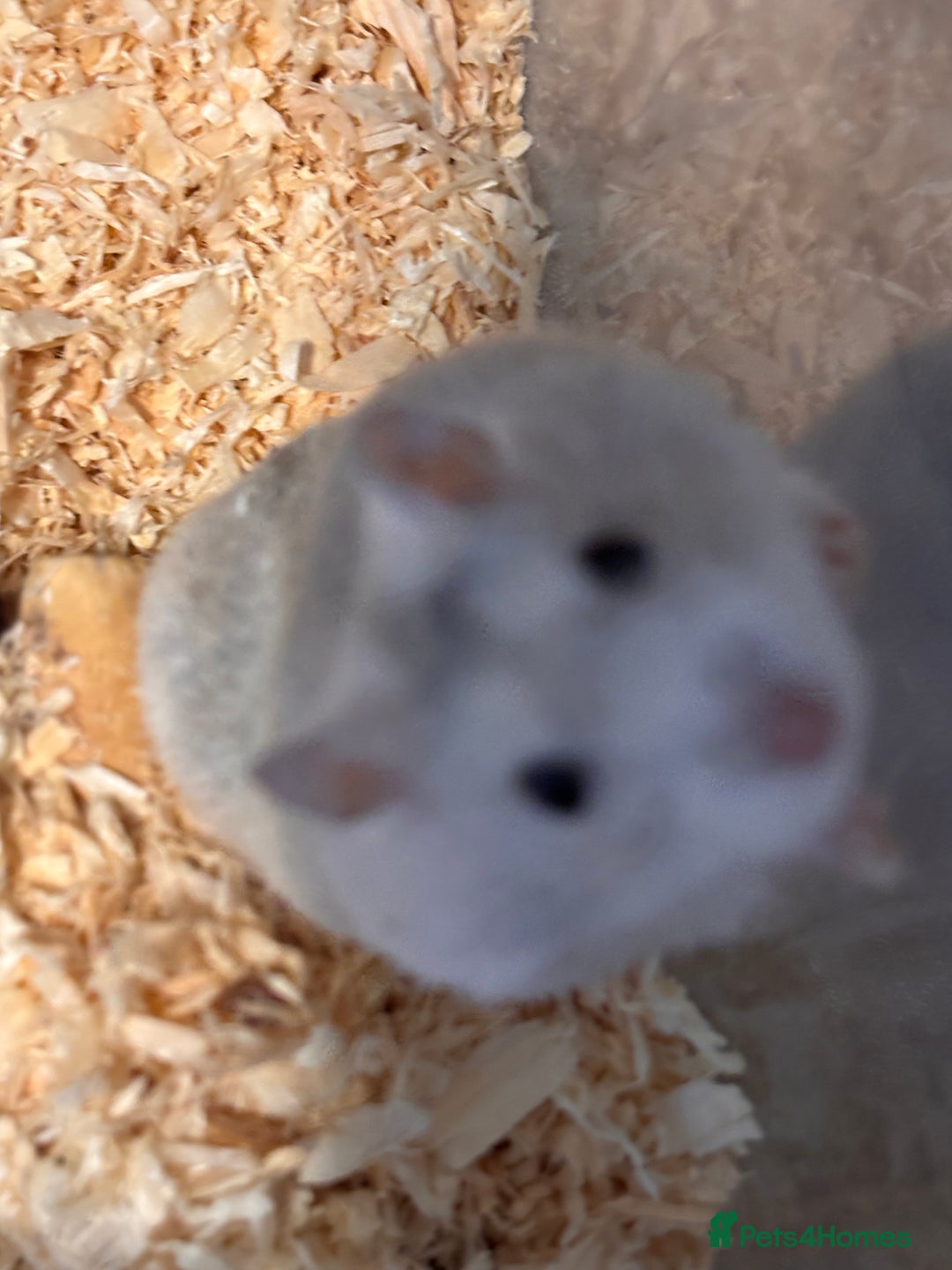 Hamster rodents for sale: Supertamed Russian white dwarf Baby Hamsters - Image 7