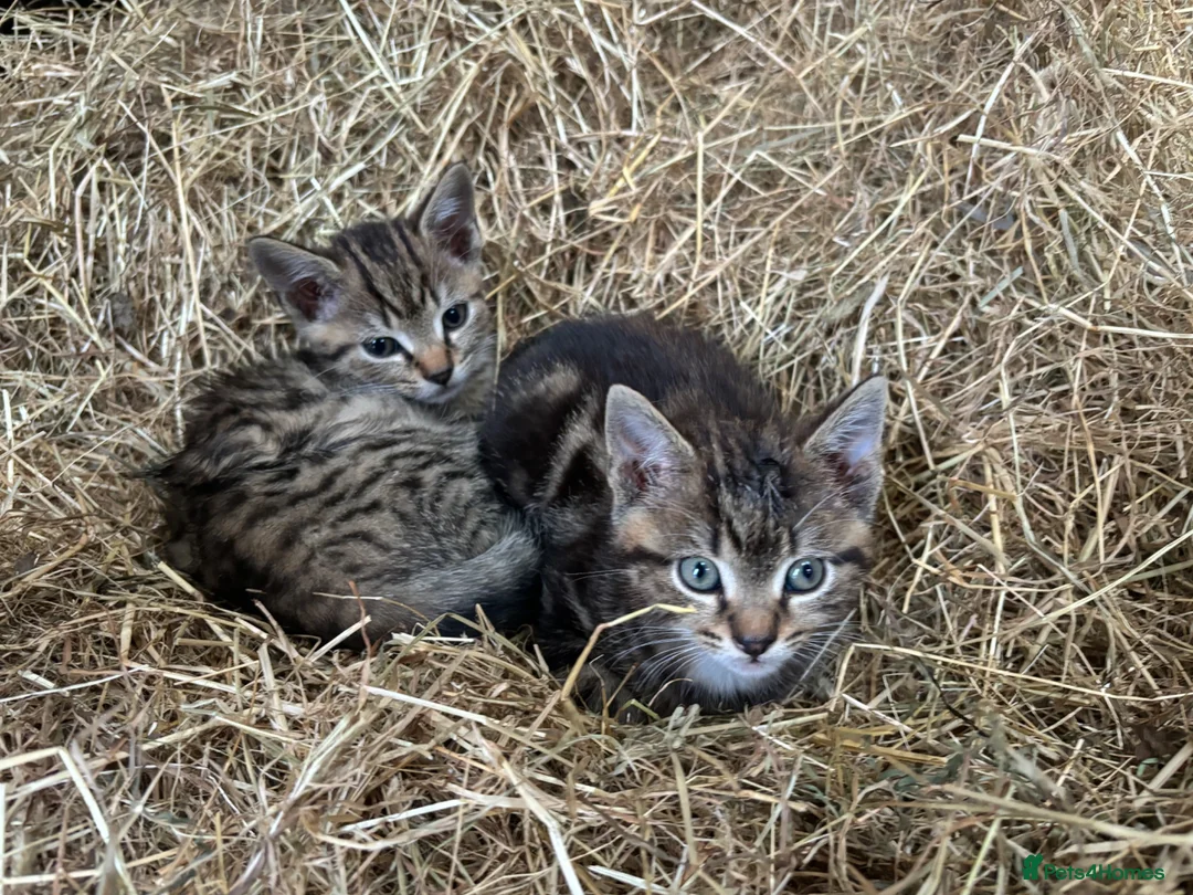 Mixed Breed cats for sale: 3 boy kittens  - Advert 5