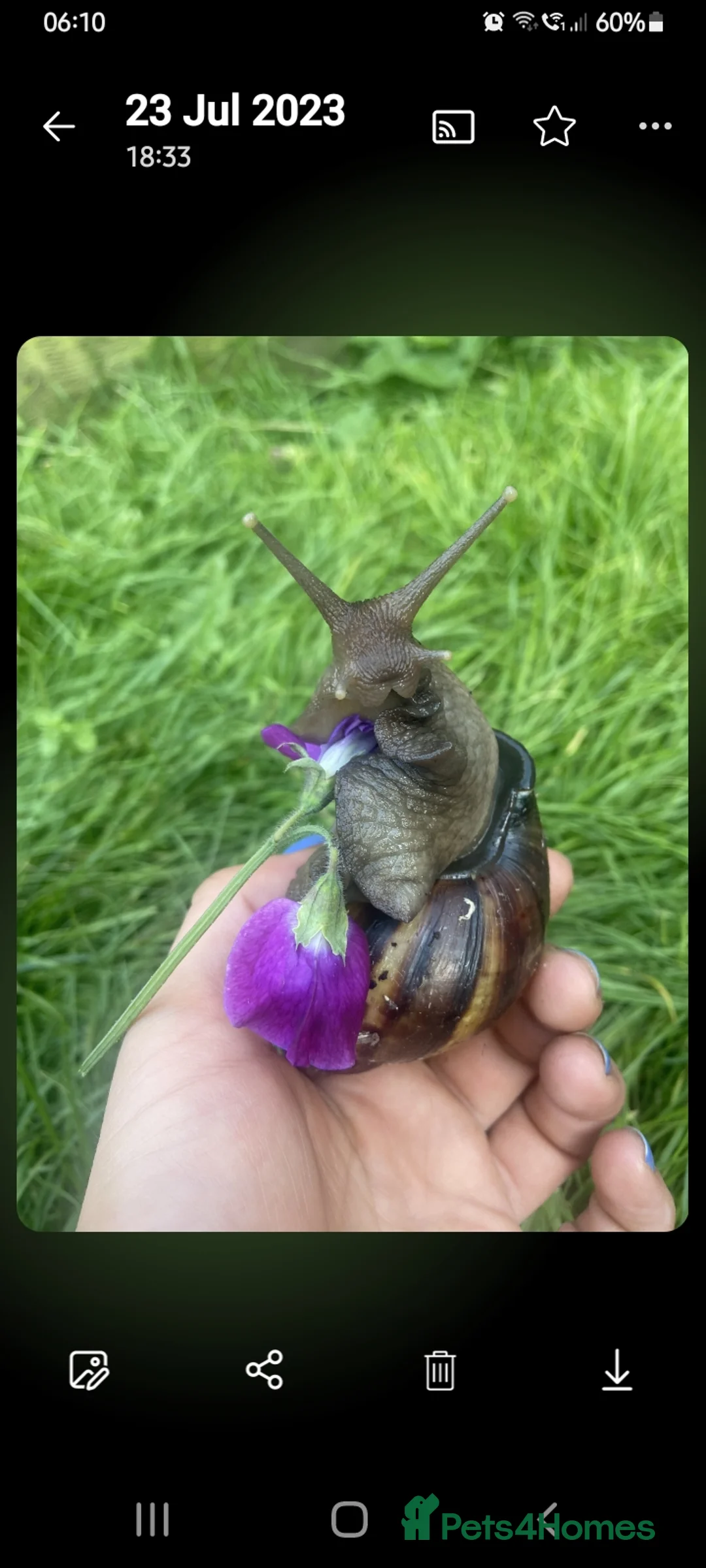 Snails invertebrates for sale: 🐌 Baby African Giant Land Snails for Sale 🐌 - Advert 2