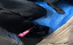 Mixed Breed dogs for sale: German shepherd puppies for sale  - Image 8