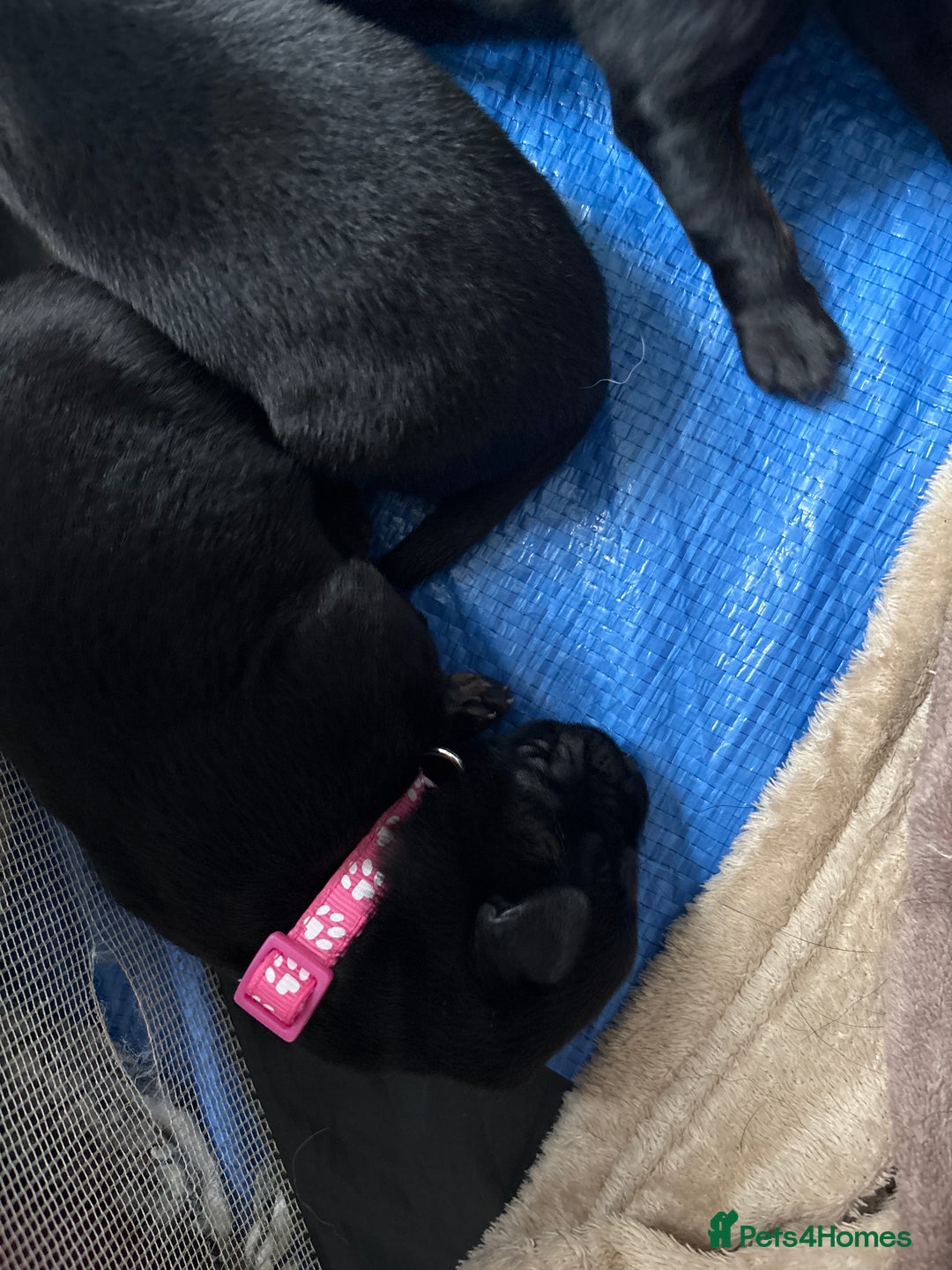 Mixed Breed dogs for sale: German shepherd puppies for sale  - Image 8